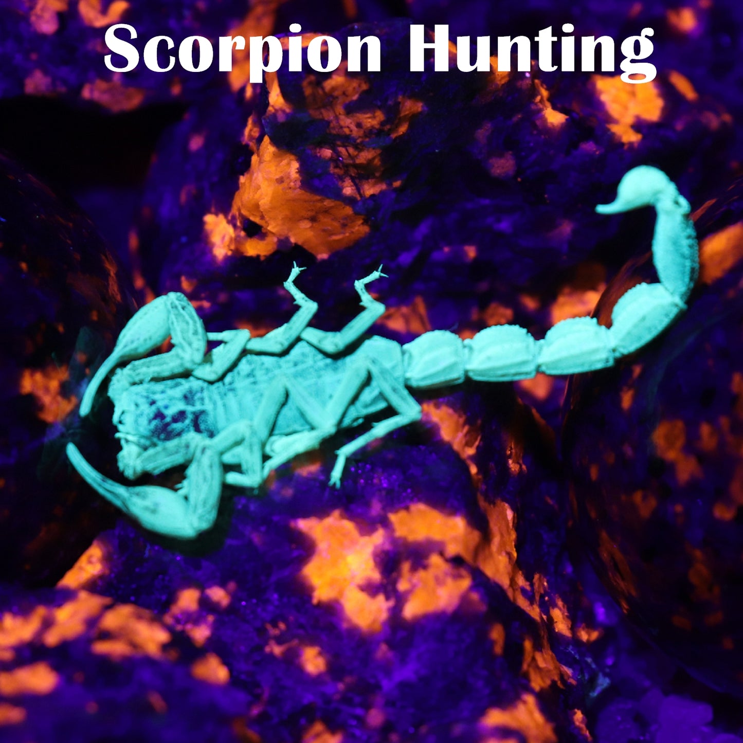 S5 365nm 385nm Super Powerful UV Flashlight Blacklight with 5 LEDs